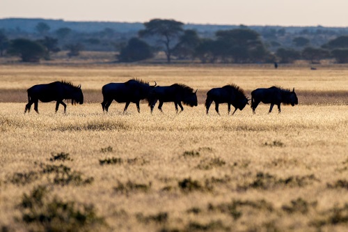 Kwando Tau Pan Camp omgeving